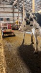 Robotic Manure Colletor Tour at Nichols Dairy Farm