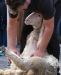 NY Sheep Shearing School 2025