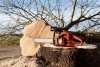 Chainsaw Safety & Forestry BMP's