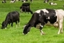 Cortland County Pasture Walk