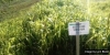 Cover Crop & Soil Health Field Day