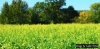 Organic Cover Crop & Soil Health Field Day