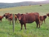 Beef Extravaganza 2025