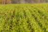 Organic Cover Crop & Soil Health Field Day