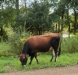 Driving Efficiency in Dairy & Exploring the Irish Experience