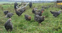 Optimizing the Economic Return of Pasture-Raised Slow-Growth and Conventional Broilers - Webinar