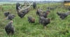 Optimizing the Economic Return of Pasture-Raised Slow-Growth and Conventional Broilers - Webinar