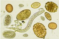 Virtual Fecal Egg Count Training for Sheep and Goats