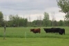 COPY - Pasture Walk at C&H Farms of WNY, LLC