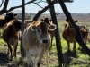 Dairy Grazing Pasture Walk
