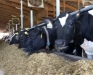 2026 Dairy Feeder School- Ontario County