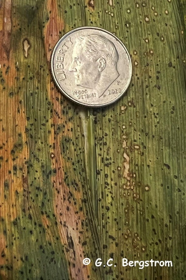 Tar spot on corn with dime as reference