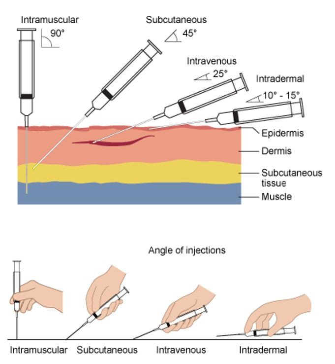 intravenous injection in cattle