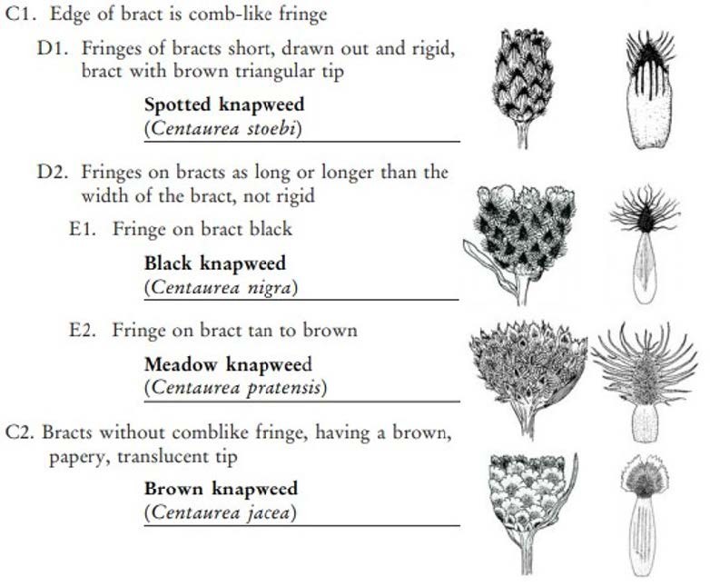 List and drawings of different knapweed