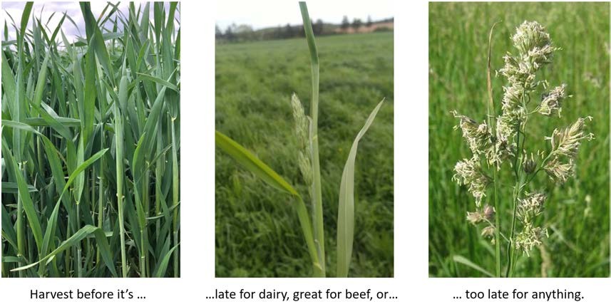 stages of alfalfa