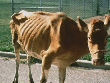 Paratuberculosis, Guernsey Cow