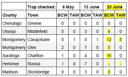 pest traps checked table