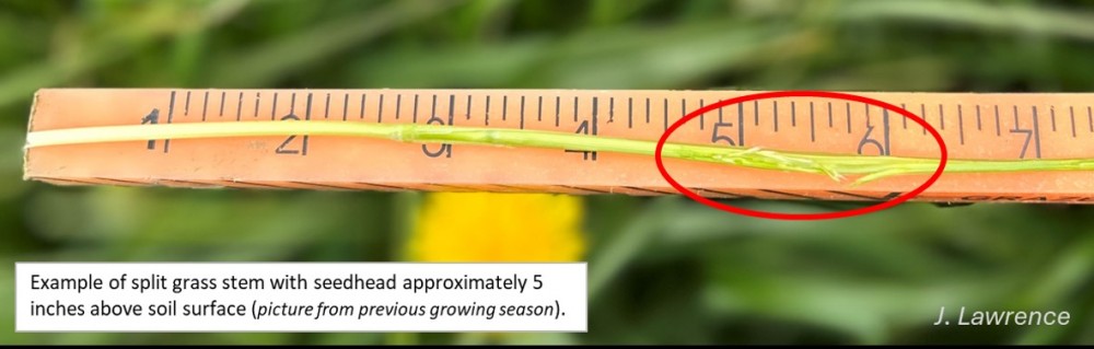 Split grass stem on top of ruler Split grass stem on top of ruler