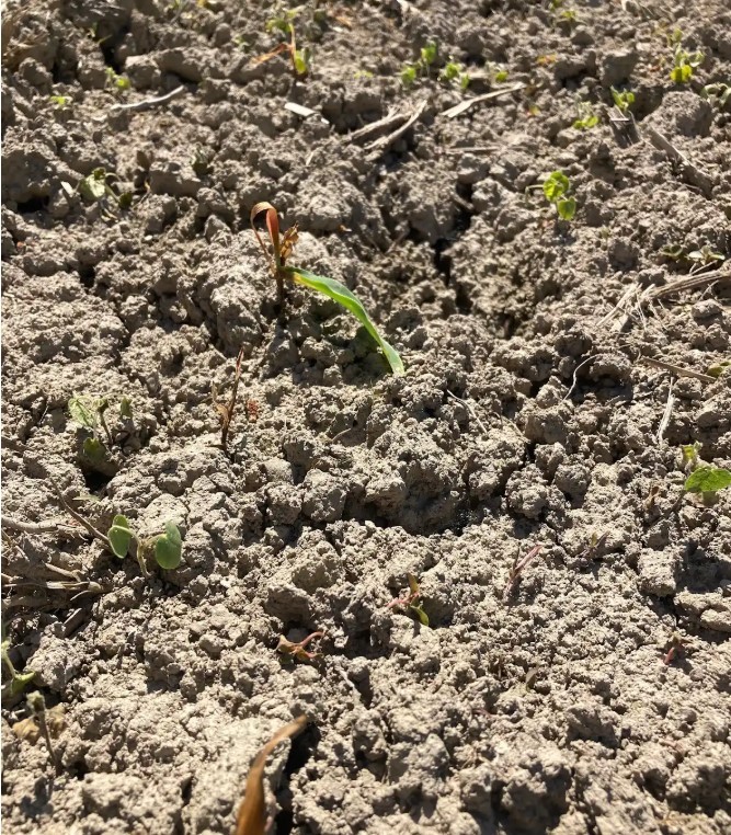 corn damping off in ground