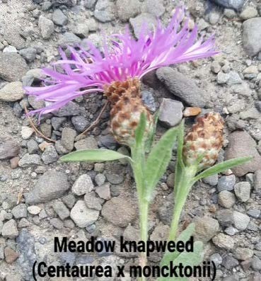 Meadow Knapweed