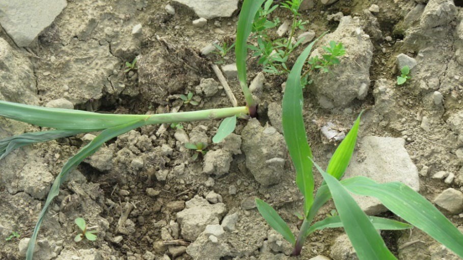 cutworm damage