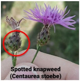 spotted knapweed with dark bracts circled