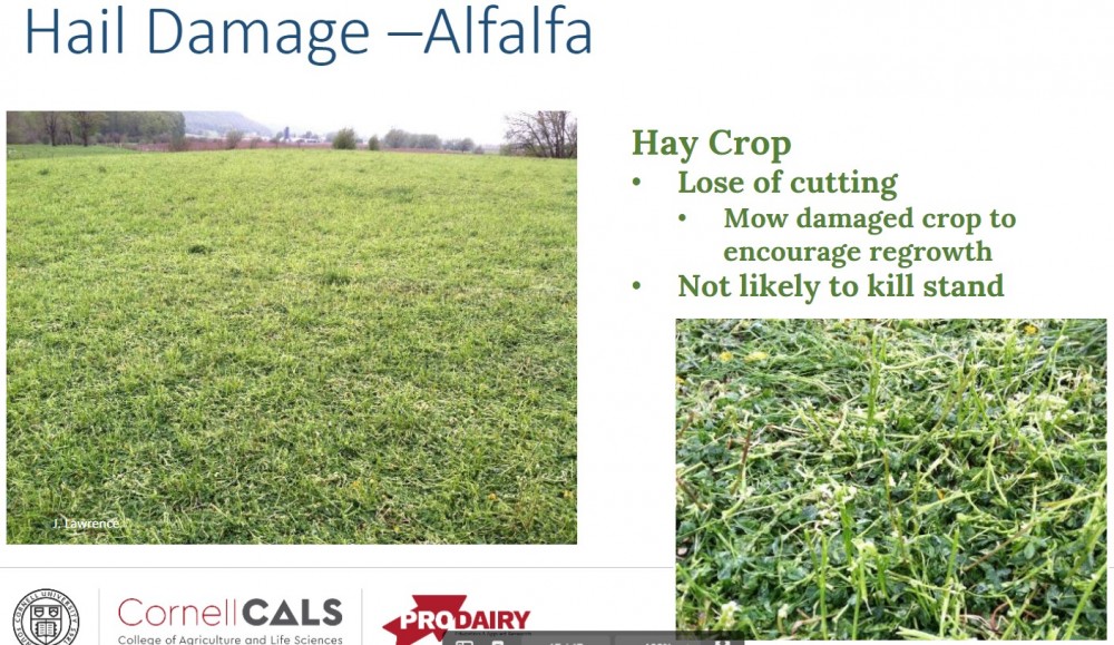 hail damage - alfalfa