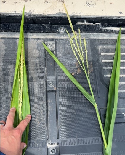 tassel wrap in corn tassel wrap in corn