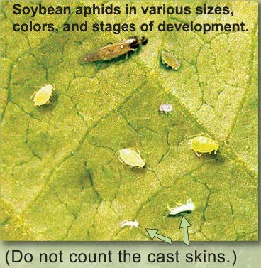 Soybean aphids in various stages etc.