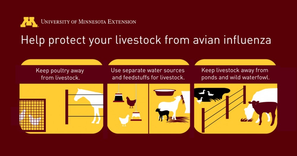 help protect you livestock from avian influenza