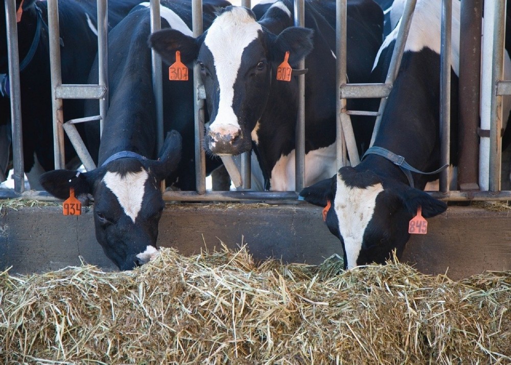 Particle size matters for high-straw dry cow diets by Casey Havekes -  Southwest New York Dairy, Livestock & Field Crops Program - Cornell  University - Cornell Cooperative Extension