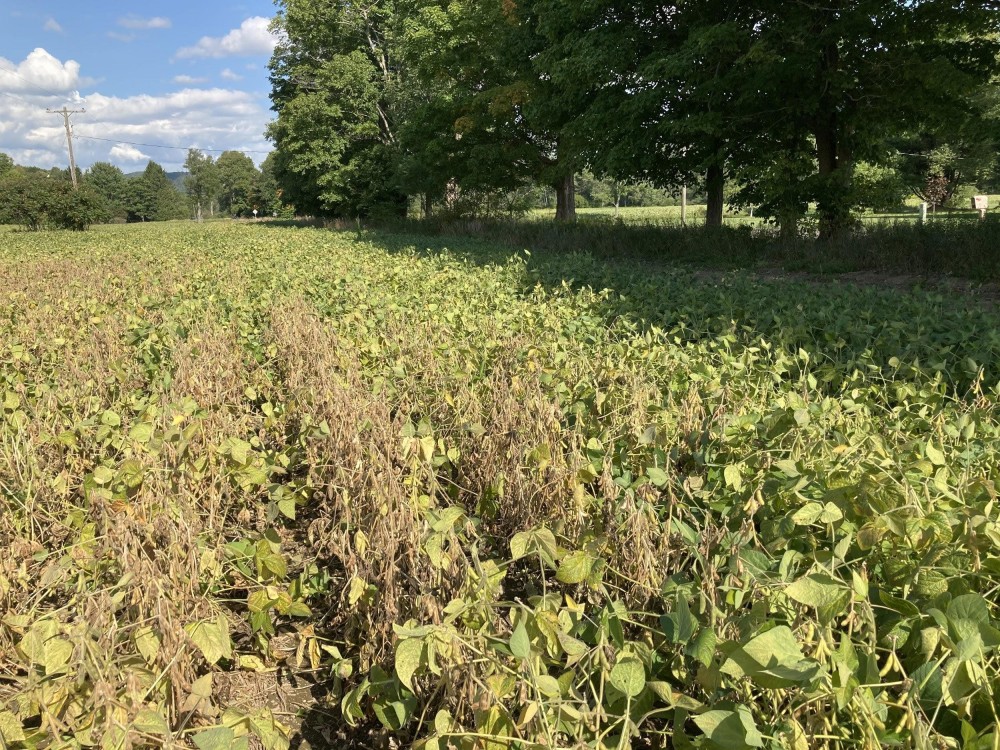 soybean cyst nematode in field