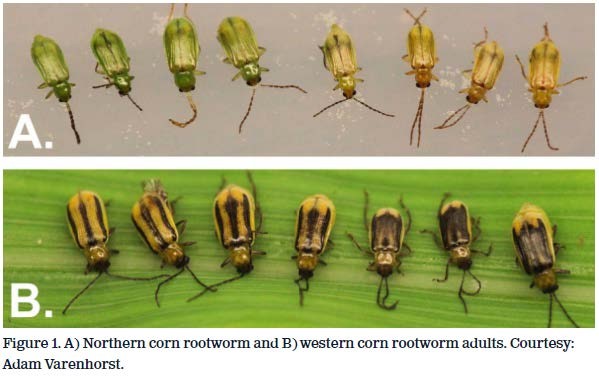 A. Northern corn rootworm.  B. Western corn rootworm adults