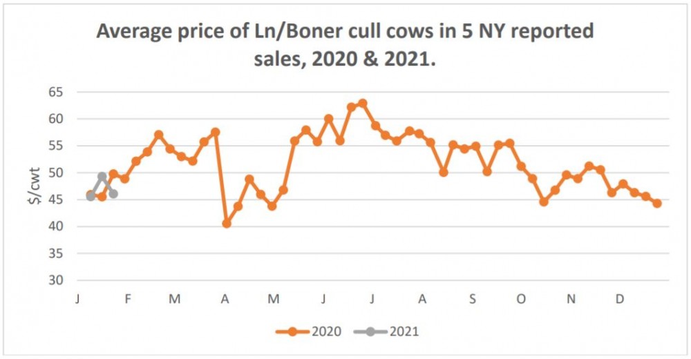 Tilpasning sammenbrud Tårer Livestock Report - Jan. 22, 2021 - Southwest New York Dairy, Livestock &  Field Crops Program - Cornell University - Cornell Cooperative Extension