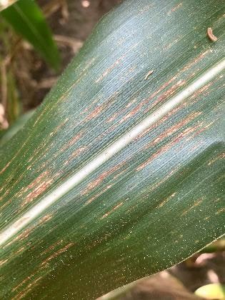 northern crop leaf blight