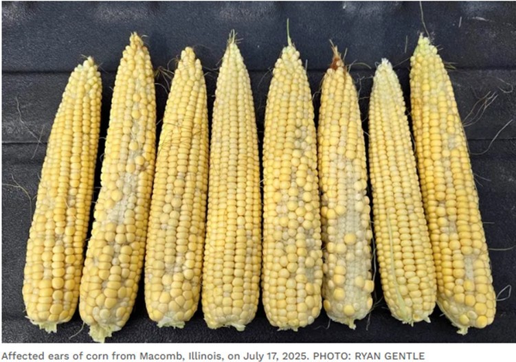 ears of corn affected by tassel wrap ears of corn affected by tassel wrap