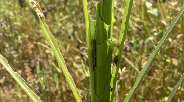 Corn stalk with pest Corn stalk with pest