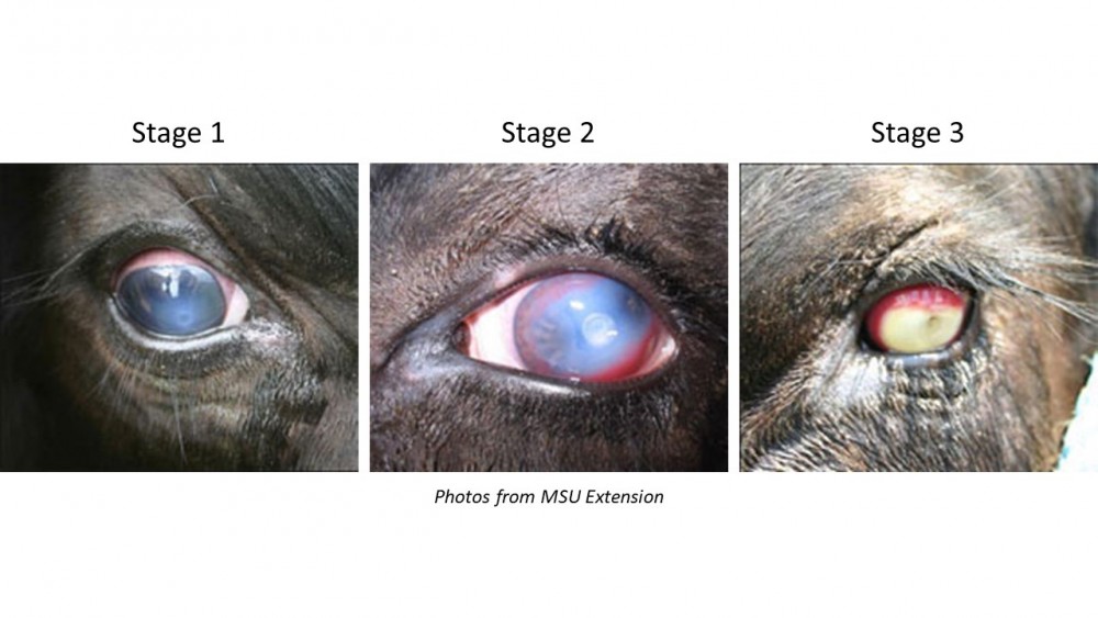 How to Care for Pink Eye in Cattle