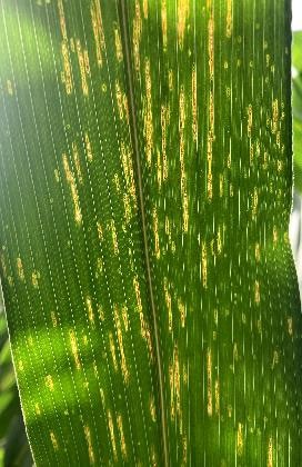 northern crop leaf blight