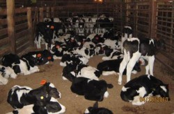 The Bob Veal Calf Concern