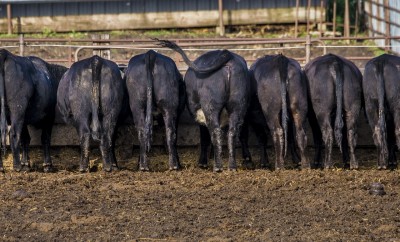 Considerations for Slowing Feedlot Cattle Growth