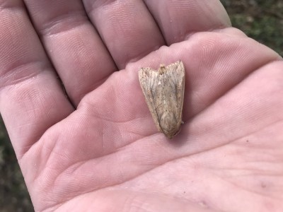 Caught! Black Cutworm and True Armyworm Moths Making Their Way into Southwest Ne