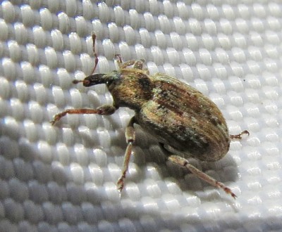 Monitoring Your Alfalfa Fields for Weevil