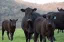 Spring 2020 SWNY Beef Industry Virtual Summit Meeting Highlights