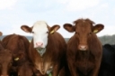 May 22nd 2020 NY Beef Industry Update