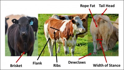 Characteristics of Determining Market Readiness of Finished Cattle