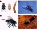Ecological Control of Pasture Flies