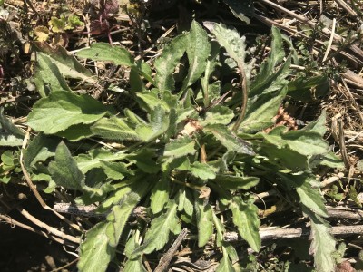 Dicamba Notice to Users, Distributors and Sellers - June 29, 2020