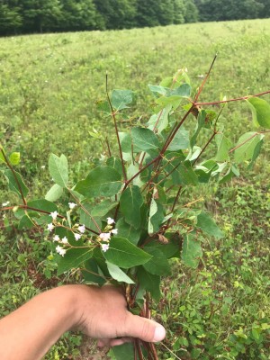 Spreading Dogbane - A problematic weed in SWNY