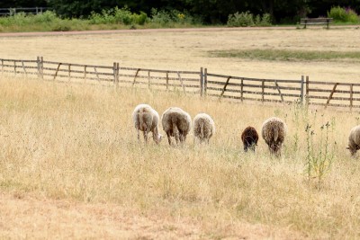 Preparing Livestock Producers for Drought Conditions - Farmer Resources